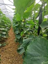 Gurkenpflanzen im Gewächshaus.