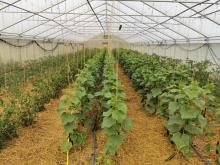 Gurkenpflanzen im Gewächshaus.