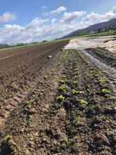 Hier konnte endlich Salat im Freiland gepflanzt werden. Er muss aber noch mit Folie abgedeckt werden.