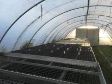 Eindrücke aus den Gewächshäusern.