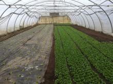 Eindrücke aus den Gewächshäusern.