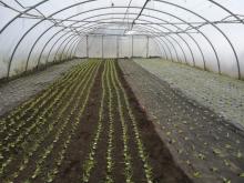 Eindrücke aus den Gewächshäusern.