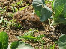 Ein junges Kaninchen.