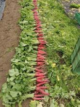 Roter Rettich geerntet.