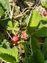 Eine Erdbeerpflanze mit roten Früchten. Eine Erdbeerpflanze mit roten Früchten.