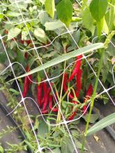 Chilis im Gewächshaus.