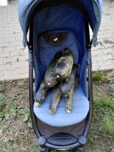 Ungewöhnliche Transportmethode für Zucchini.