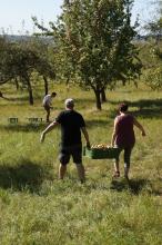 Zwei Mitglieder tragen eine Kiste mit Äpfeln.