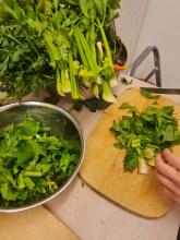 Hier wird Fenchel zerkleinert.