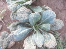 Hier ist ein Wirsing mit Schäden durch Erdflöhe zu sehen.