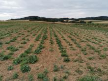 Zucchinipflanzen auf dem Acker.
