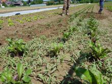 Hier gibt's einiges zum Hacken.