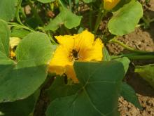 Eine Hummel sitzt in einer Kürbisblüte.