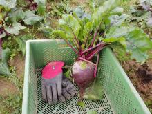 Diese Rote Bete ist so groß wie ein paar Handschuhe!