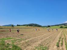 Es ist zwar nicht so gut zu erkennen, aber hier hacken über 20 Menschen Beikraut!