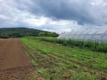 Am Himmel über dem Erdbeeracker sieht's nach Regen aus.