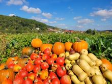 Ein Berg Kürbisse vor blauem Himmel in Kirchvers.