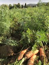 Einige bereits geerntete Möhren liegen im Vordergrund, im Hintergrund ein Feld voll Möhrengrün.