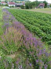 Blühender Salbei neben dem Erdbeeracker.